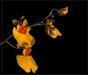 Oncidium 2