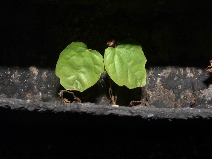 Green Leaves