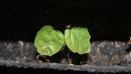 Green Leaves