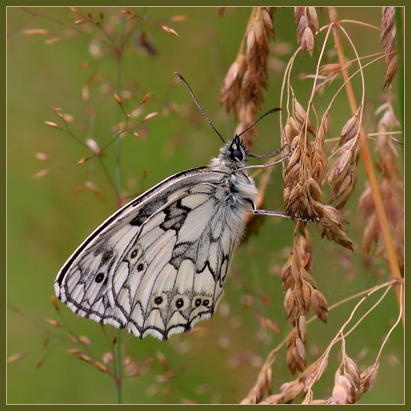 ....i ostatni 4/4 kwadratowy motyl...