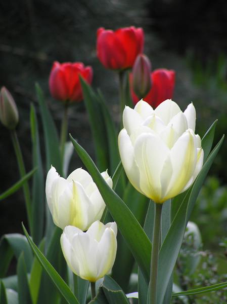 Tulipany [1]