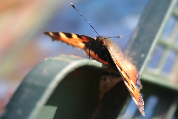 Motyl