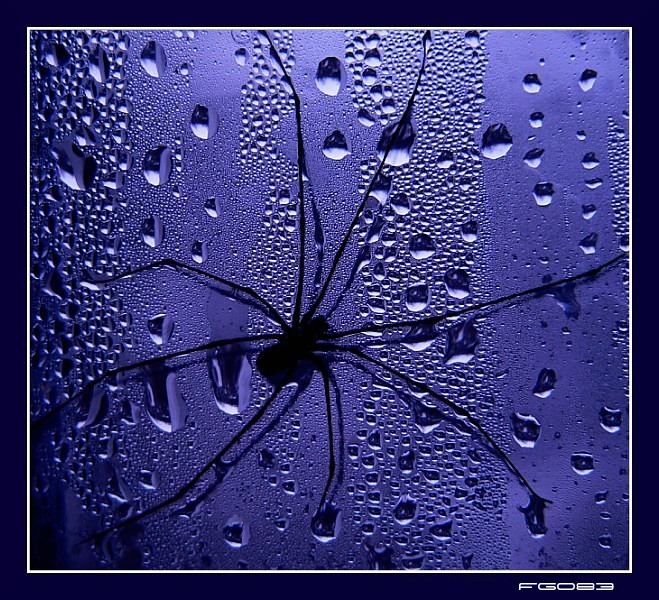 Spider