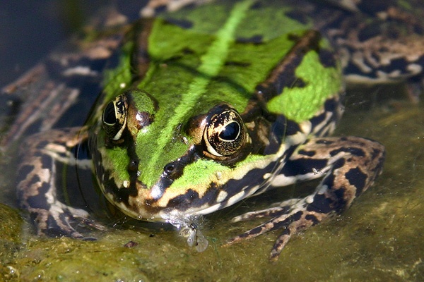 Żabcia