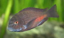 Tropheus chipimbi