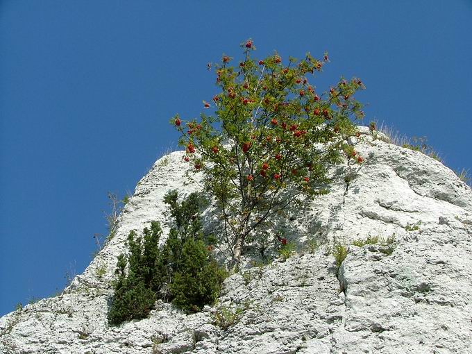 skalna jarzębina