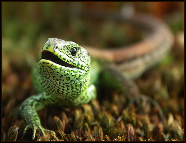 Jaszczurka zwinka (Lacerta agilis)