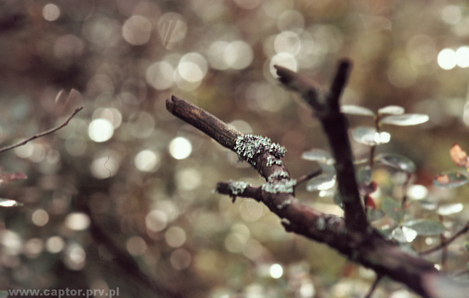 Bokeh atak ;-)