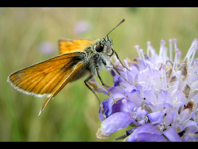 motyl