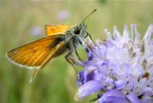 motyl