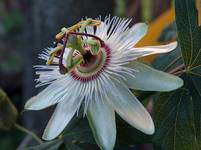 *** passiflora***