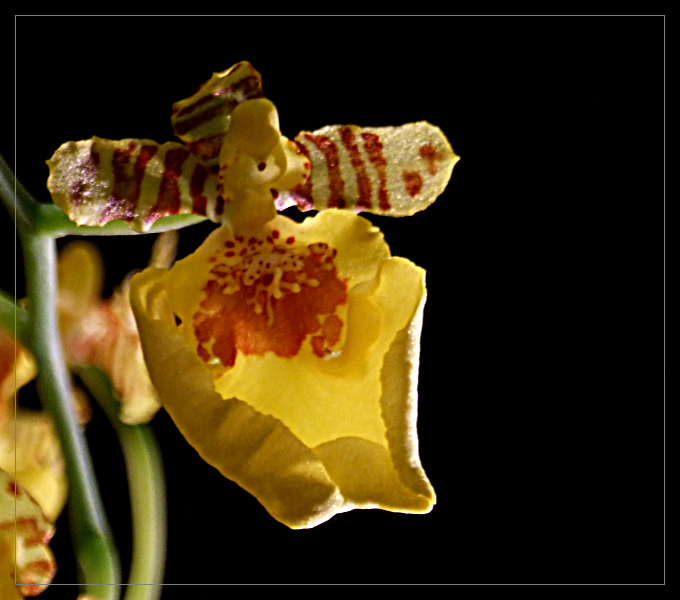 Oncidium 3