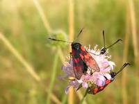 Zygaena filipendulae