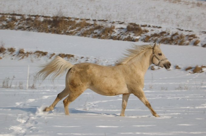 Blondyna na śniegu...