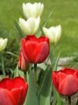 Tulipany [2]