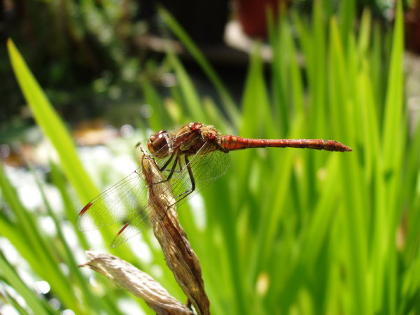 Dragonfly