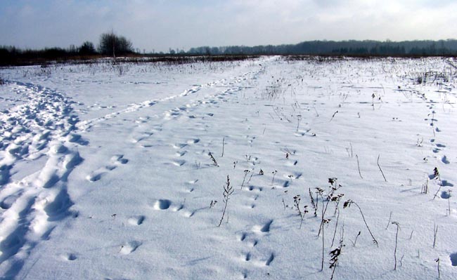 krajobraz ze śniegiem