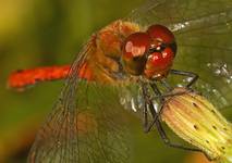 Sympetrum sanguineum - samiec