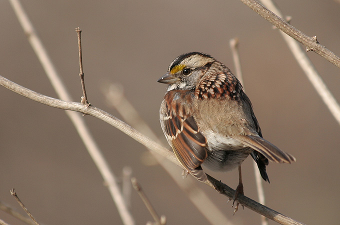 Pasowka Bialogardla(Zonotrichia albicollis)