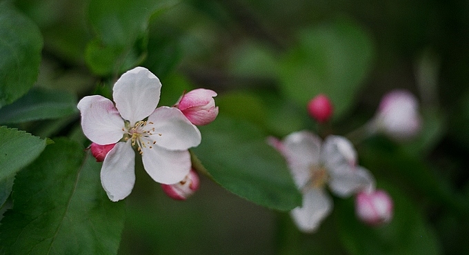 pachnące