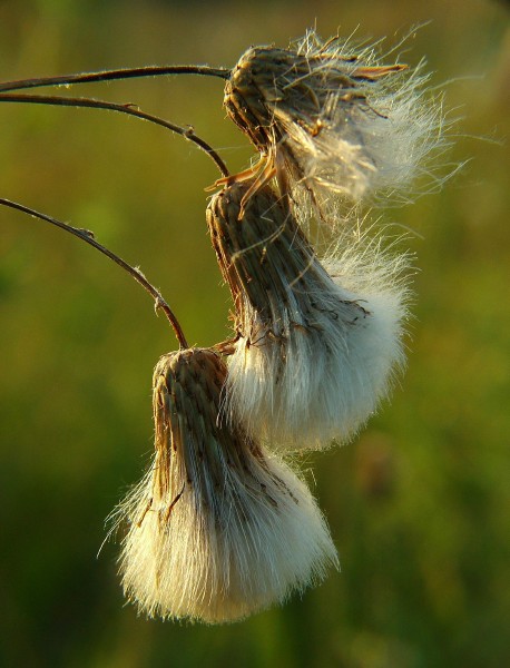 pędzelki