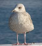 Larus Argentatus (Mewa Srebrzysta - a NIE śmieszka ;])