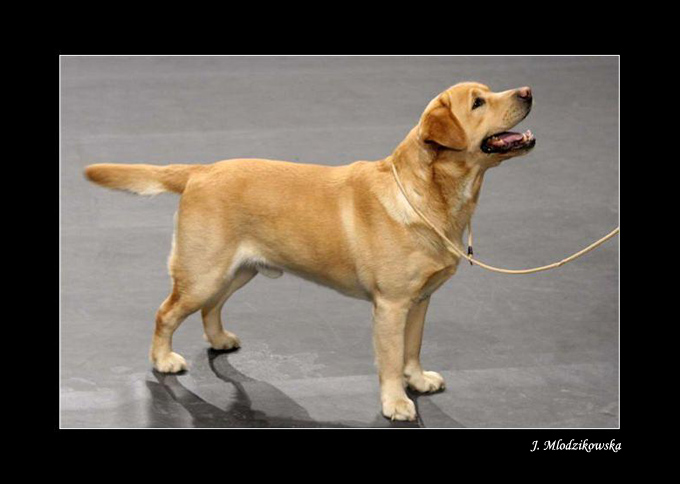 Labrador retriever