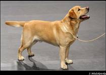 Labrador retriever