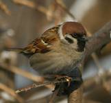 mazurek (passer montanus)