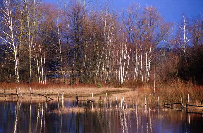 Narew - wiosenne rozlewiska