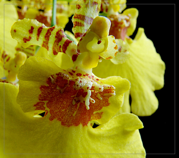 Oncidium 4