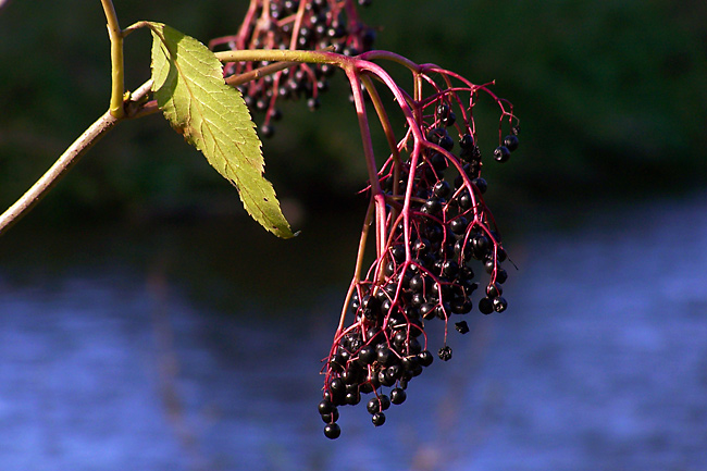 czarny bez