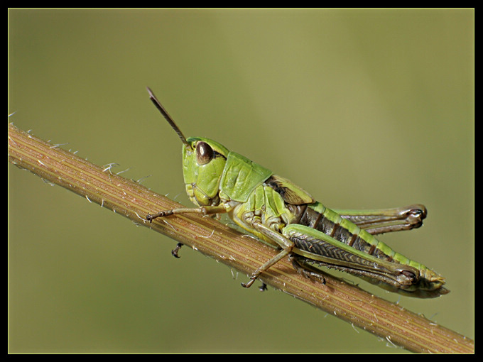 skoczek zielony