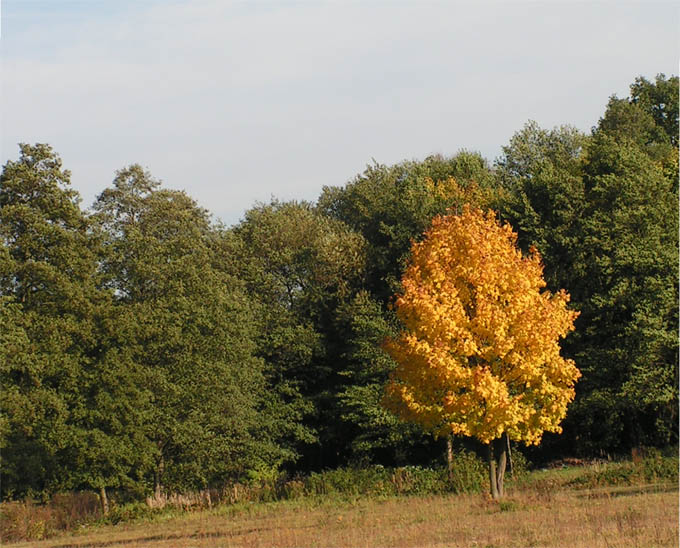 Kopciuszek