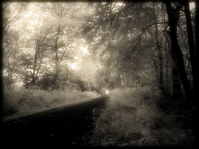 the infrared forest path