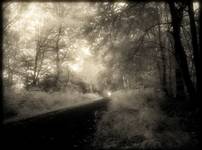 the infrared forest path