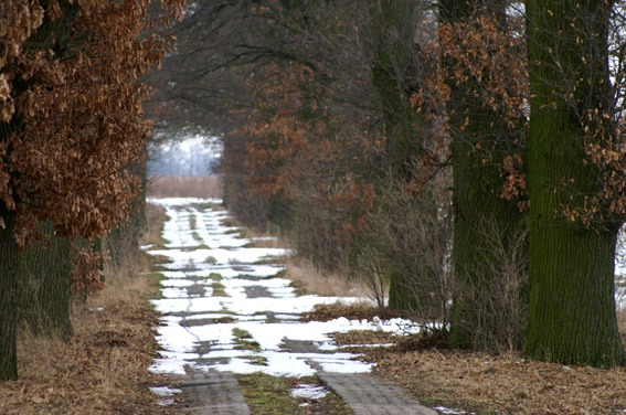 Aleja dębowa