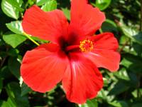 hibiscus