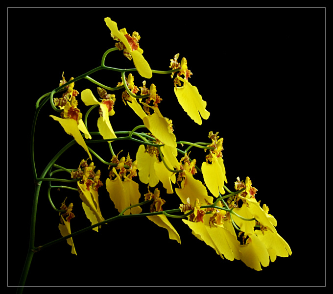 Oncidium 5