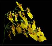 Oncidium 5