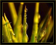 cactus forest