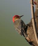 Dzieciur czerwonobrzuchy(Melanerpes carolinus)