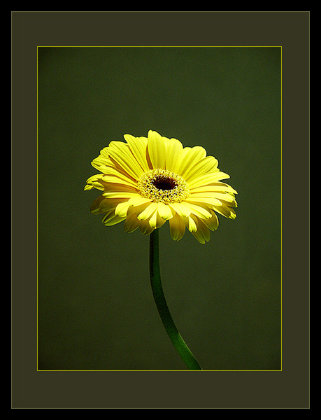 Gerbera