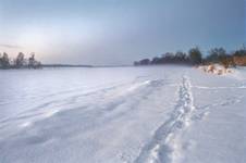 Narew