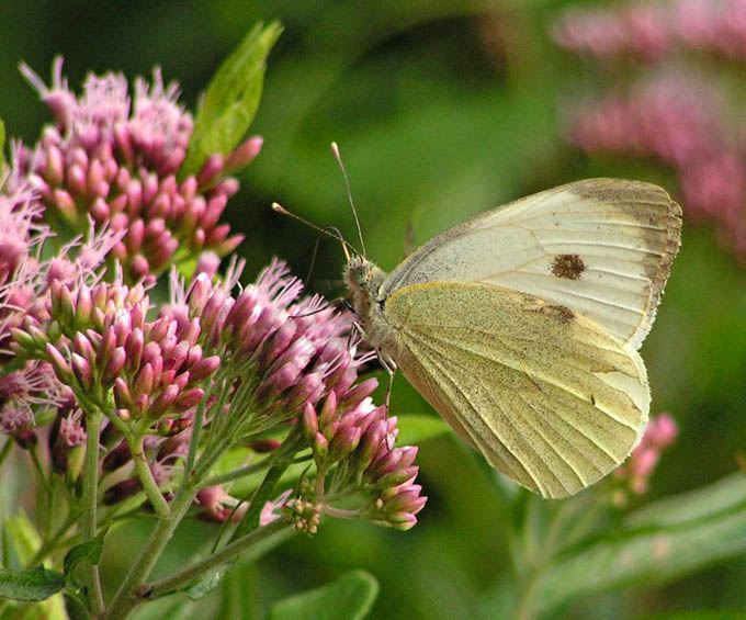 Motyl Bielinek