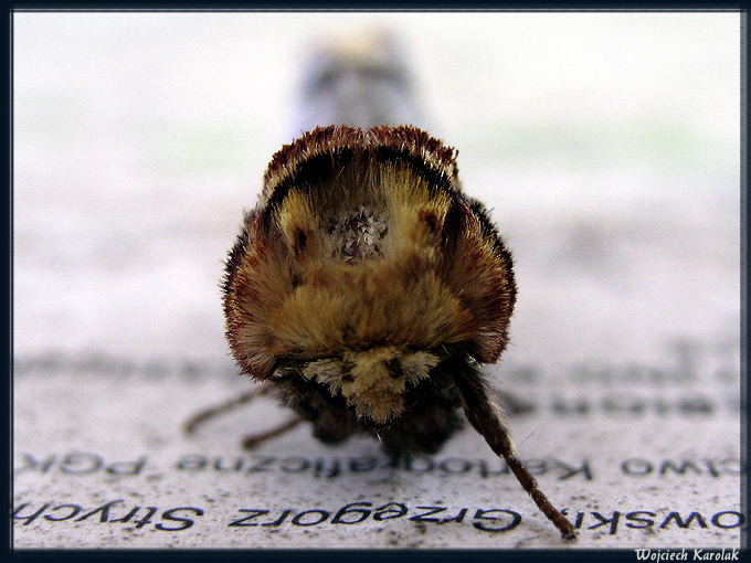 Nauka czytania