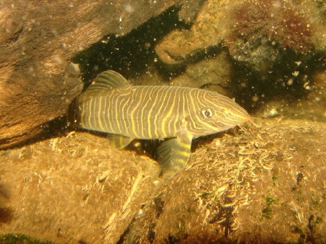 botia striata