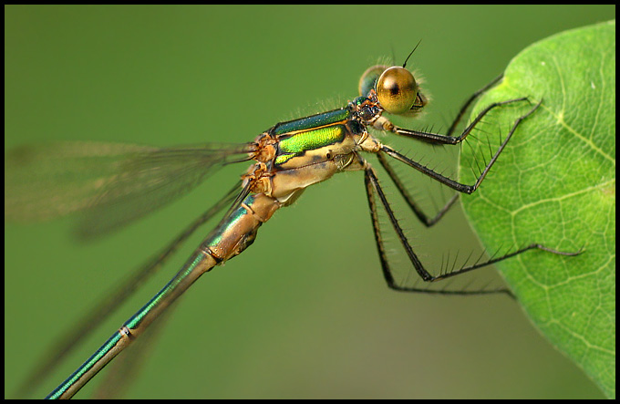 Pałątka pospolita (Lestes sponsa)