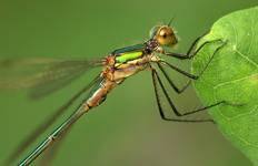 Pałątka pospolita (Lestes sponsa)