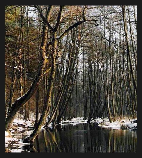 Myśla - Dzika Plaża